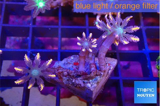 Clavularia papaya candy corn 3-4 cm WYSIWYG acclimaté