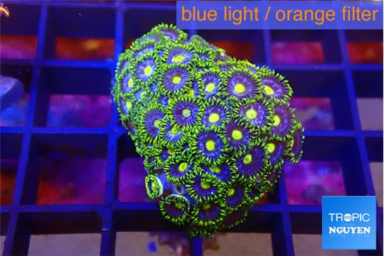 Zoanthus rainbow 2-3 cm WYSIWYG acclimaté