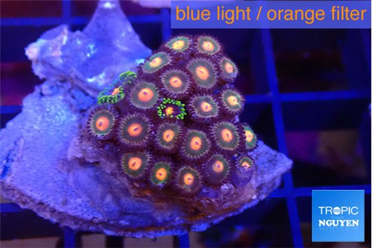 Zoanthus red spot 2-3 cm WYSIWYG acclimaté