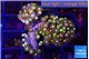 Zoanthus purple green 3-4 cm WYSIWYG acclimaté