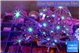 Clavularia papaya fire purple 4-6 cm WYSIWYG acclimaté