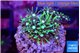 Pachyclavularia neon green 2 cm WYSIWYG acclimaté
