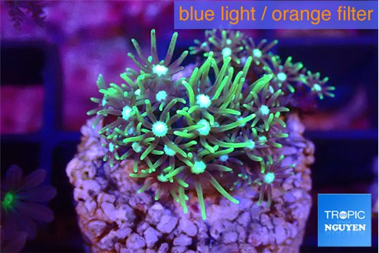 Pachyclavularia neon green 2 cm WYSIWYG acclimaté