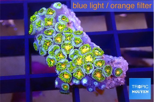 Zoanthsu golden green 2-3 cm WYSIWYG acclimaté