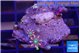 Clavularia papaya fire works 3-5 polyps WYSIWYG acclimaté