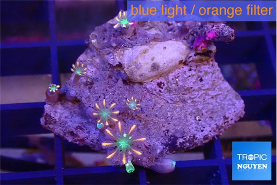 Clavularia papaya fire works 3-5 polyps WYSIWYG acclimaté