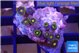 Zoanthus purple green 2-3 cm WYSIWYG acclimaté
