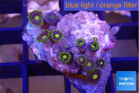 Zoanthus purple green 2-3 cm WYSIWYG acclimaté