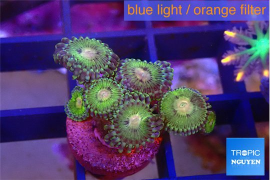 Zoanthus pink golden 2-4 cm WYSIWYG acclimaté