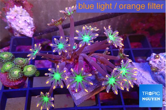 Clavularia papaya fire works 4-6 cm WYSIWYG acclimaté