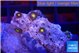 Zoanthus sunset kiwi 1-2 cm WYSIWYG acclimaté