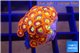 Zoanthus red fire 2 cm WYSIWYG acclimaté