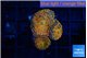 Rhodactis red blue superman 3 polyps WYSIWYG acclimaté