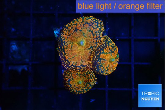 Rhodactis red blue superman 3 polyps WYSIWYG acclimaté