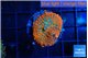 Rhodactis red blue flash 1 polyp WYSIWYG acclimaté