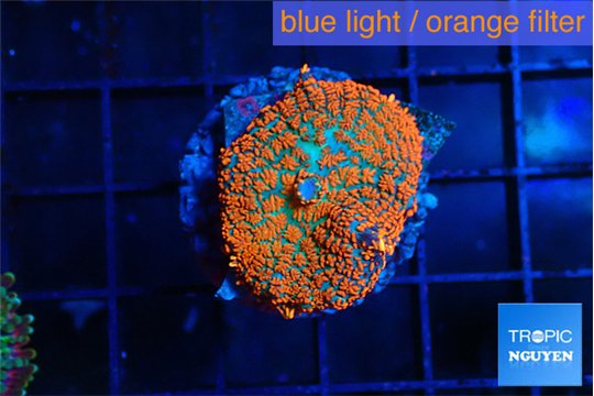 Rhodactis red blue flash 1 polyp WYSIWYG acclimaté
