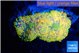Ricordea floridae orange purple 2 polyps WYSIWYG acclimaté