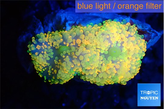 Ricordea floridae orange purple 2 polyps WYSIWYG acclimaté