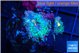 Ricordea yuma tricolore 2 polyps WYSIWYG acclimaté
