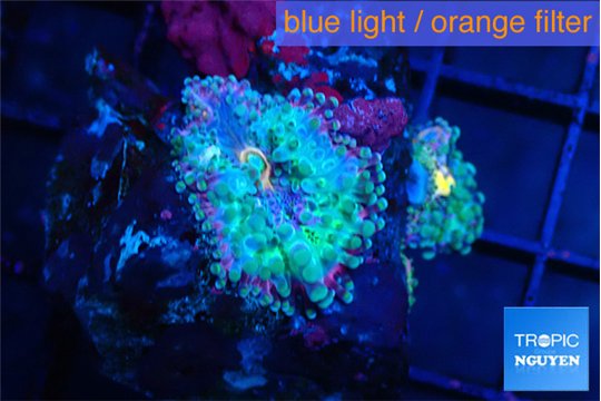 Ricordea yuma tricolore 2 polyps WYSIWYG acclimaté