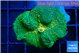 Rhodactis freen & yellow big leaf 1 polyp WYSIWYG acclimaté
