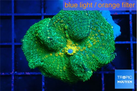 Rhodactis freen & yellow big leaf 1 polyp WYSIWYG acclimaté