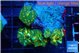 Discosoma gold dust 4 polyps WYSIWYG acclimaté