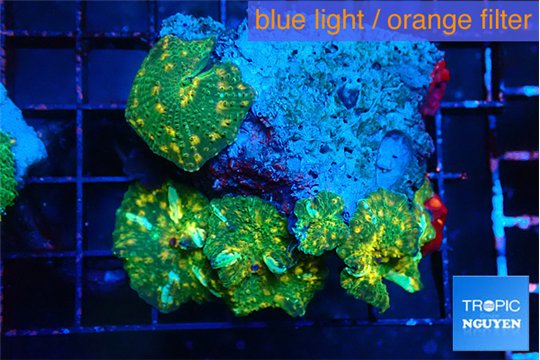 Discosoma gold dust 4 polyps WYSIWYG acclimaté