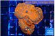 Rhodactis red blue superman 2 polyps WYSIWYG acclimaté