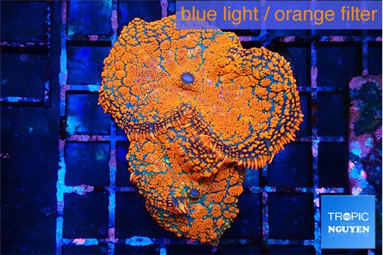 Rhodactis red blue superman 2 polyps WYSIWYG acclimaté