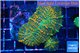 Rhodactis green & orange fusion 4-8 cm WYSIWYG acclimaté