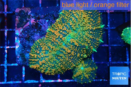 Rhodactis green & orange fusion 4-8 cm WYSIWYG acclimaté