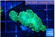 Rhodactis green lemon 3 polyps WYSIWYG acclimaté