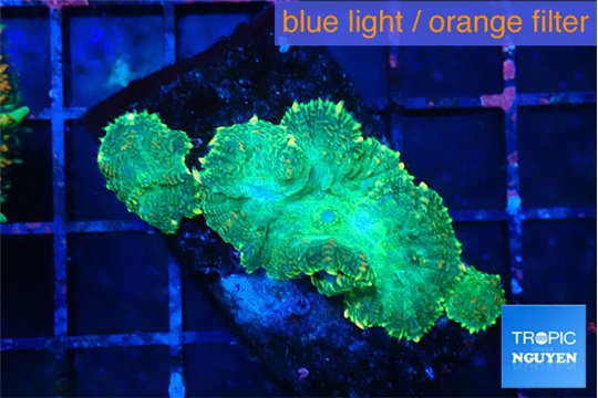 Rhodactis green lemon 3 polyps WYSIWYG acclimaté