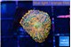 Rhodactis red blue superman 1 polyp WYSIWYG acclimaté