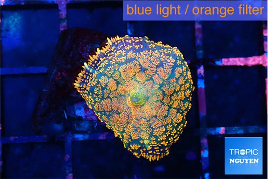 Rhodactis red blue superman 1 polyp WYSIWYG acclimaté