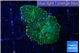 Rhodactis green lemon 2 polyps WYSIWYG acclimaté