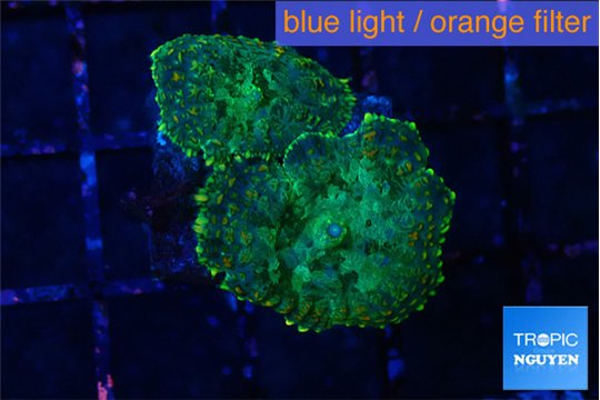 Rhodactis green lemon 2 polyps WYSIWYG acclimaté