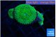 Ricordea floridae green 4 polyps WYSIWYG acclimaté