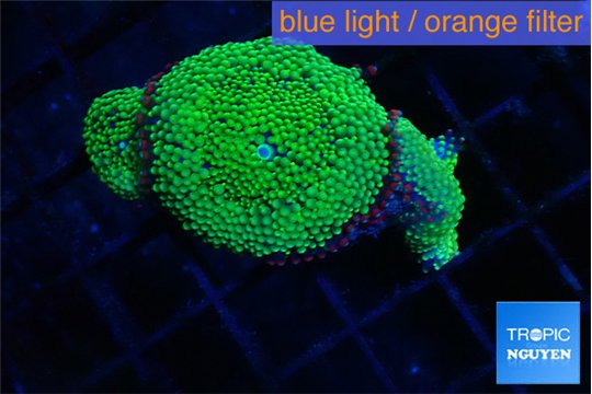 Ricordea floridae green 4 polyps WYSIWYG acclimaté