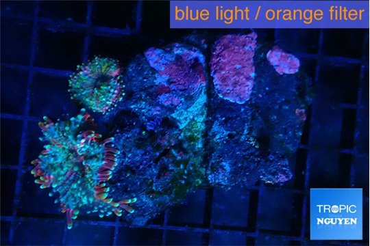 Ricordea yuma tricolore 2 polyps WYSIWYG acclimaté