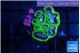 Favia space monkey 3-4 cm WYSIWYG acclimaté