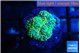 Ricordea floridae green golden 1 polyp WYSIWYG acclimaté
