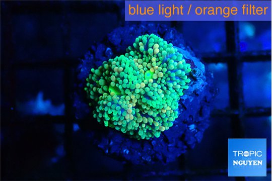 Ricordea floridae green golden 1 polyp WYSIWYG acclimaté