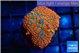 Rhodactis red blue flash 1 polyp WYSIWYG acclimaté
