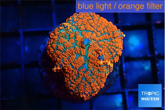 Rhodactis red blue flash 1 polyp WYSIWYG acclimaté