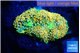 Ricordae floridae orange 1 polyp WYSIWYG acclimaté