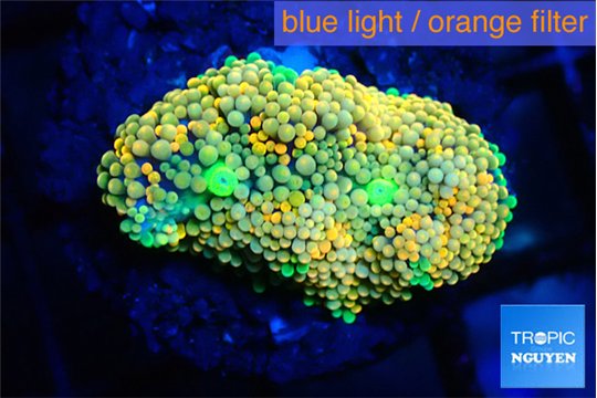 Ricordae floridae orange 1 polyp WYSIWYG acclimaté