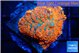 Rhodactis red blue flash 1 polyp WYSIWYG acclimaté