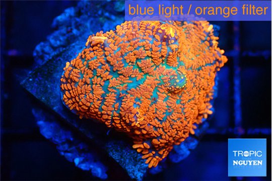 Rhodactis red blue flash 1 polyp WYSIWYG acclimaté